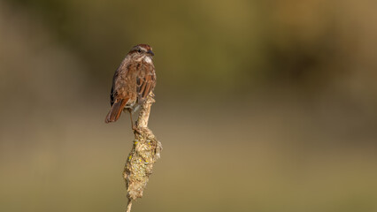 Sparrow