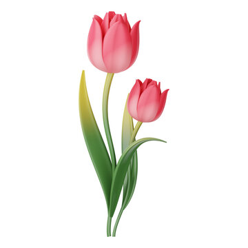 Realistic tulip. Pink red buds tulips, spring flowers bouquet, colorful floral elements for greeting card, brochure, banner vector 3d set. Colorful tulips 3d rendering with clipping path.