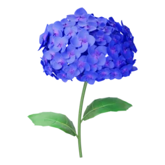 Foto op Canvas Bright blue-lilac hydrangea flower-head.. hydrangea isolated.. Colorful hydrangea flower with transparent Background.. © Hasibul