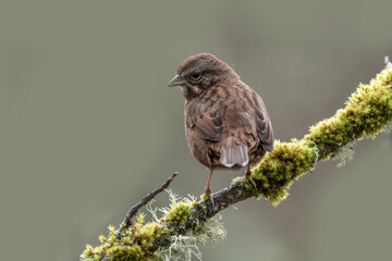 sparrow on a branch