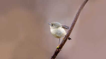 Ruby Crowned Kinglet