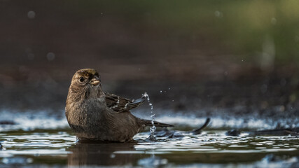 Bird taking a bath