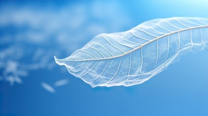leaf on blue