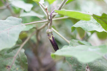 eggplant tree and background blurred
