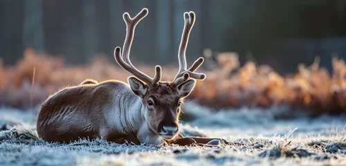 Plexiglas foto achterwand deer in the woods © Muhammad