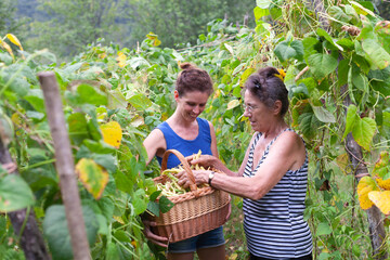Serene Women in their Domestic Vegetable Garden in Summer