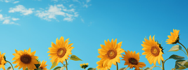 Close up sunflowers with blue sky background