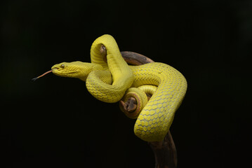 snake on a branch