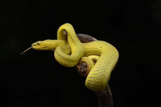 close up of a snake