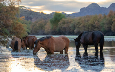 Bay and Liver chestnut wild horse stallions feeding on salt grass at sunset in the Salt River near...