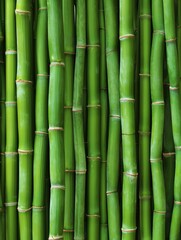 Green bamboo background texture