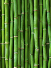 Obraz premium Green bamboo background texture
