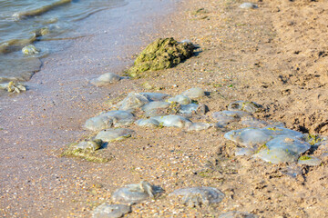 Dead jellyfish lie on the seashore
