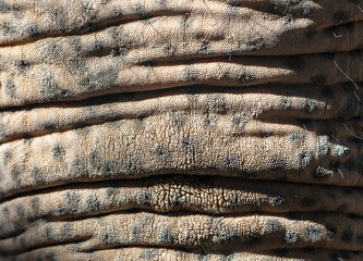 Elephant skin as an abstract background. Texture