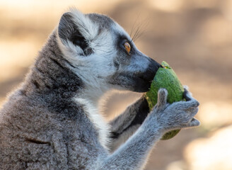Lemur eats vegetables at the zoo
