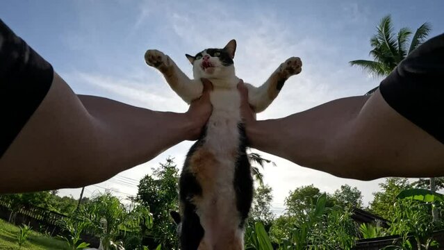 Man is holding calico cat on hid hands whirls with him standing in yard in fornt of his house . slowmotion .
