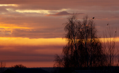Fototapeta premium Tree branches with a bird at dawn