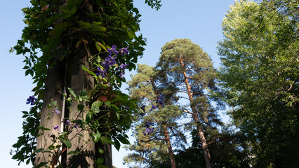 trees and vines in the park