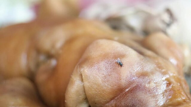 Fly on Pig's Head Close-Up