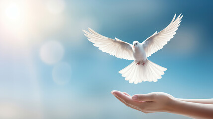White dove landing on open palms with blue sky background - obrazy, fototapety, plakaty