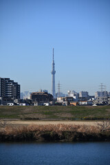 Fototapeta na wymiar 江戸川河川敷から東京スカイツリーを望む