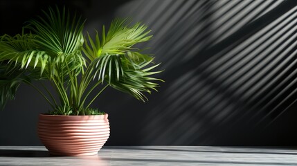 Fototapeta premium plant in flowerpot