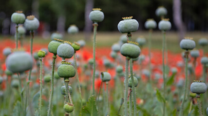 Mohnblüten - Mohnkapseln