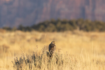 A Northern Harrier hawk perches on a sagebrush in a field of winter brown grass with the morning sun shining in from the right on a mountain in Southern Utah, USA.