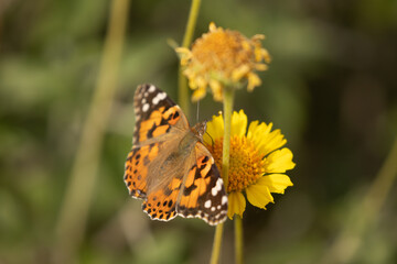 A Painted Lady butterfly collects nectar from a desert marigold flower on a sunny summer day in Southern Utah, USA.