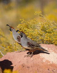 A pair of Gambel Quail stand on a red sandstone boulder with bright yellow snakeweed flowers in the background on a sunny summer day in Ivins, Utah, USA.