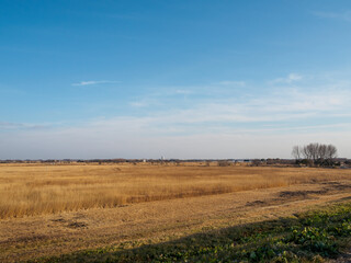 Obraz premium 夕暮れの美しく広大な葦原。日本国栃木県栃木市、渡良瀬遊水地にて。 ラムサール条約登録地。 2024年1月19日撮影。Beautiful and vast reed fields in the evening.At WATARASE Retarding Basin, Tochigi, Japan, Ramsar Convention registered site. photo by J