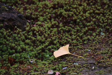 秋の鎌倉。紅葉の浄妙寺。苔の上に落ちたちた銀杏の杏の銀杏の葉