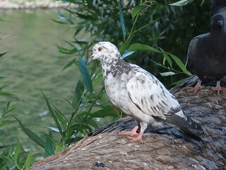 Pigeon on the tree