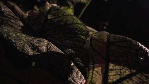 The Charm of Leaves After Rain in a Tropical Rain Forest