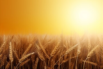 Praying christian with cross and barley field background for thanksgiving concept