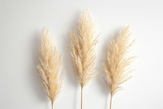 Strands of pampus grass on a white back ground