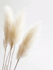 Pampas fluffy grass twigs on a white background