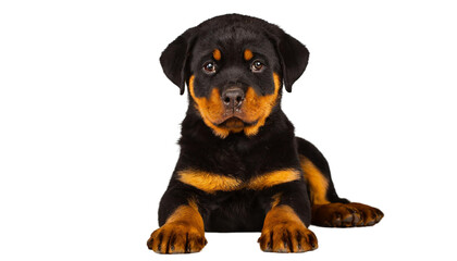 Fototapeta premium Cute Rottweiler puppy, isolated on transparent background.