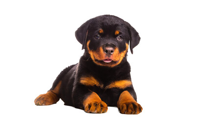 Cute Rottweiler puppy, isolated on transparent background.