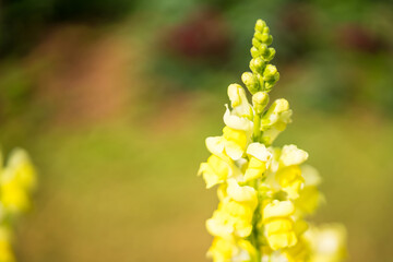 Colorful Snapdragon Flowerr in garden