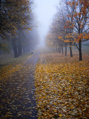 Autumn landscape. Foggy damp autumn day. Autumn mood.