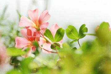 pink flowers in the garden