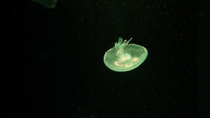 Moon jellyfish float on undersea.