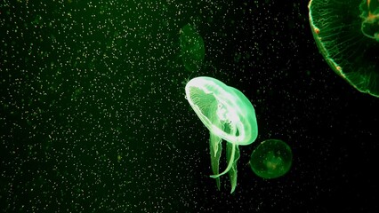 Moon jellyfish float on undersea. © Varunee