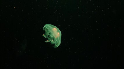 Naklejka na ściany i meble Moon jellyfish float on undersea.
