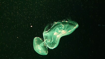 Moon jellyfish float on undersea.