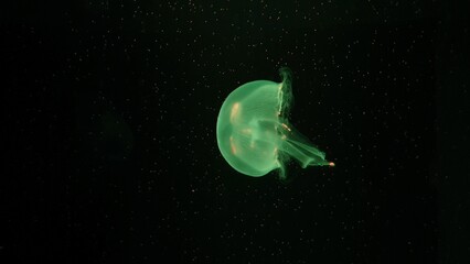 Naklejka na ściany i meble Moon jellyfish float on undersea.