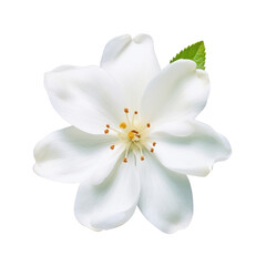 A very beautiful white flower on transparency background PNG