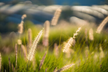 Fototapeta premium Grass that reflects the sun light in the evening in the backyard. Concept for nature.