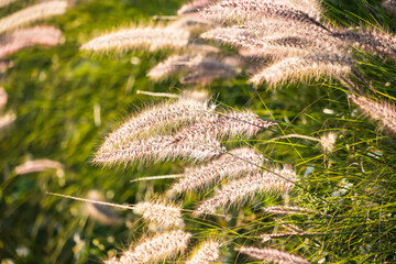 Grass that reflects the sun light in the evening in the backyard. Concept for nature.